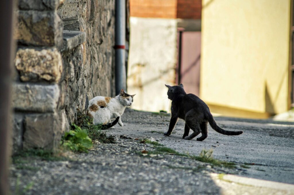 Voyage dans la ville des chats 2 Voyage au coeur de Houtong, où les chats sont devenus une attraction touristique.